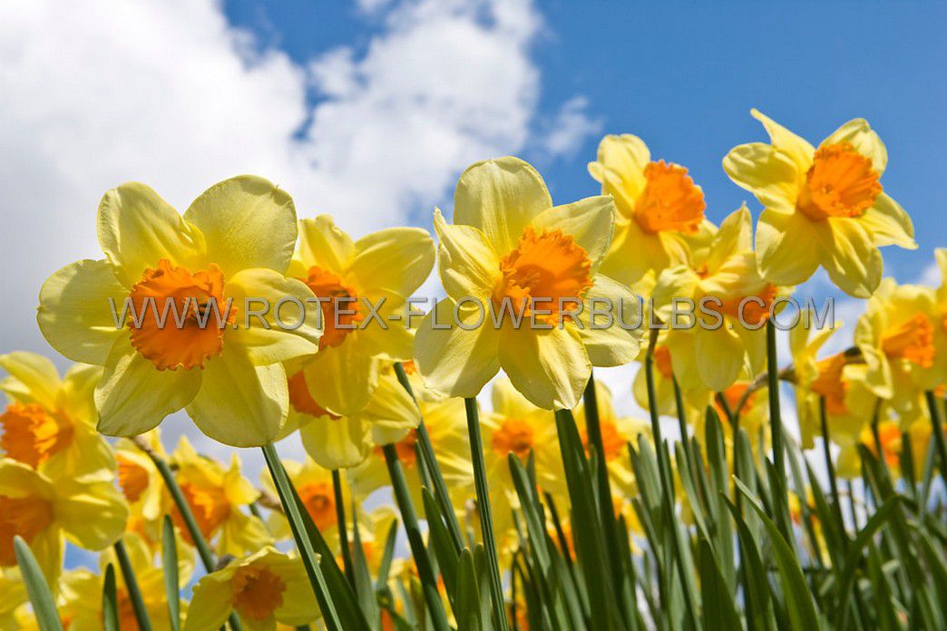daffodil narcissus trumpet bright jewel 1416 50 pbinbox
