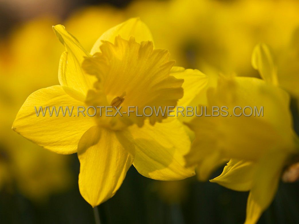 daffodil narcissus trumpet dutch master 1214 10 pkgsx 5