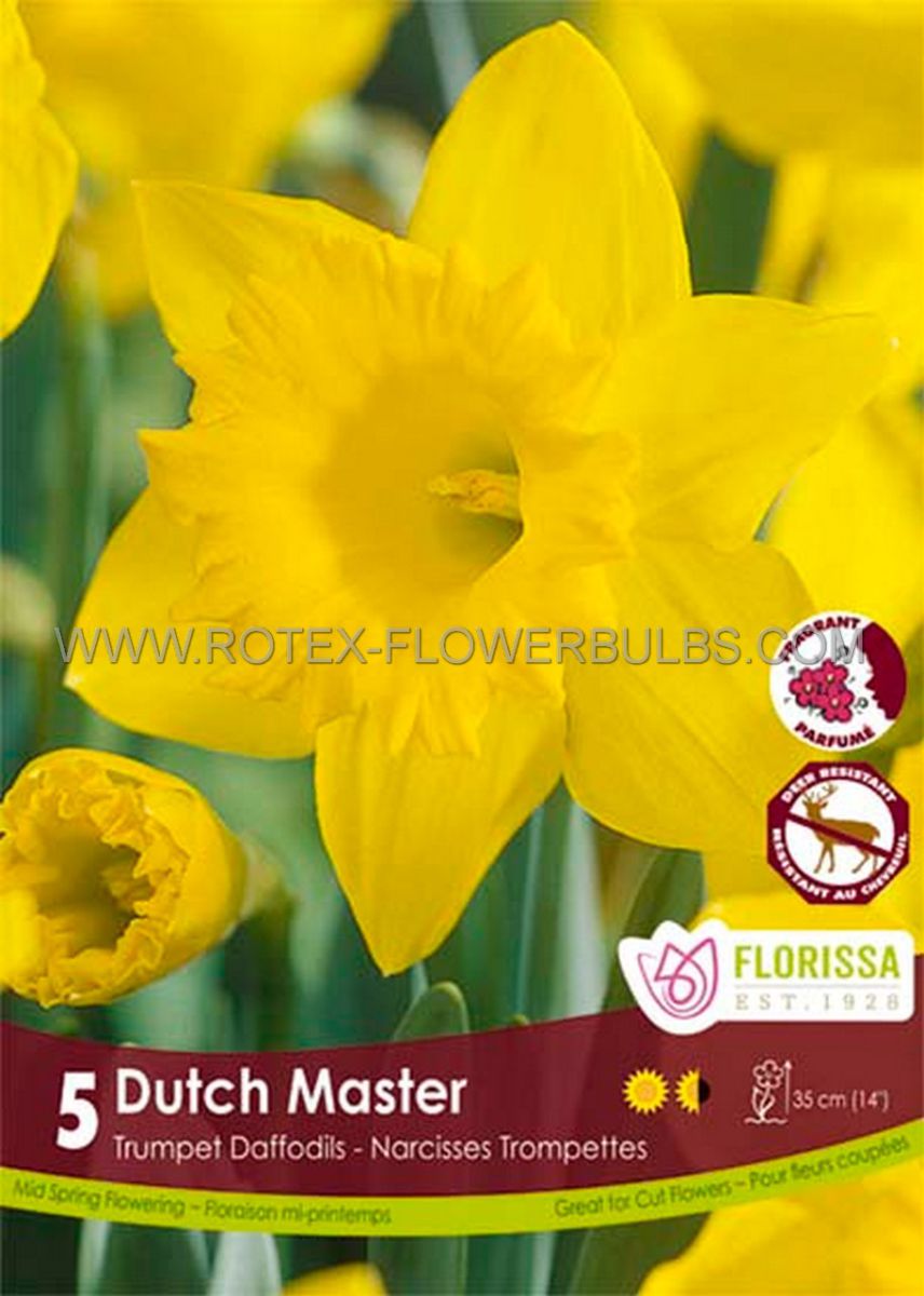 daffodil narcissus trumpet dutch master 1214 10 pkgsx 5