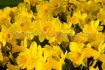 daffodil narcissus trumpet dutch master 1214 300 pplastic tray