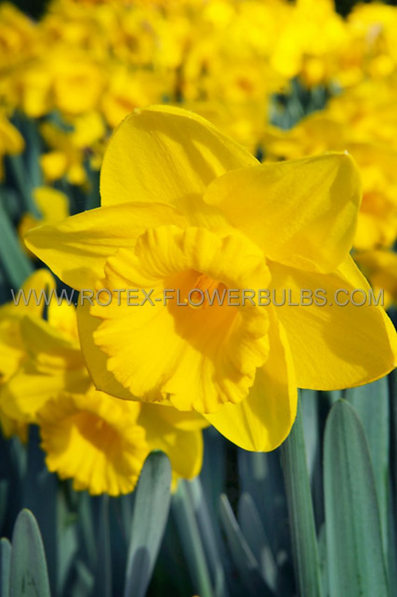 daffodil narcissus trumpet dutch master 1416 200 pplastic tray