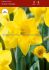 daffodil narcissus trumpet dutch master 1416 50 loose pbinbox