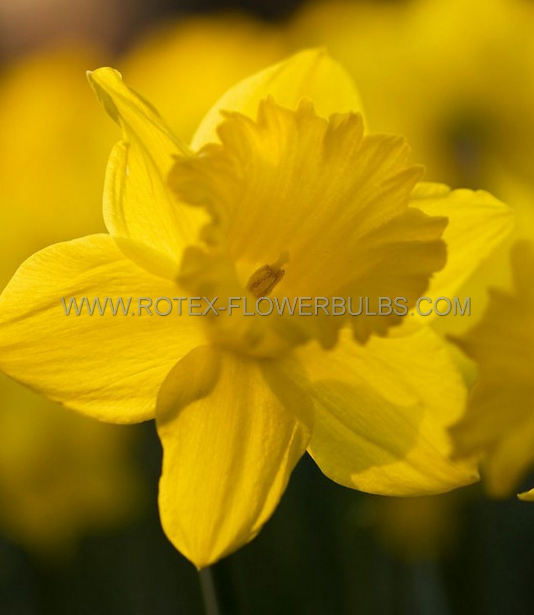 daffodil narcissus trumpet dutch master 1618 150 pplastic tray