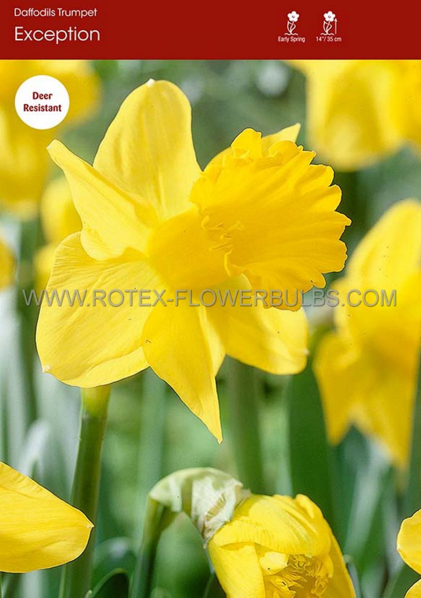 daffodil narcissus trumpet exception 1214 300 pplastic tray