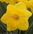 daffodil narcissus trumpet exception 1416 200 pplastic tray
