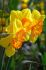 daffodil narcissus trumpet fortissimo 1214 300 pplastic tray