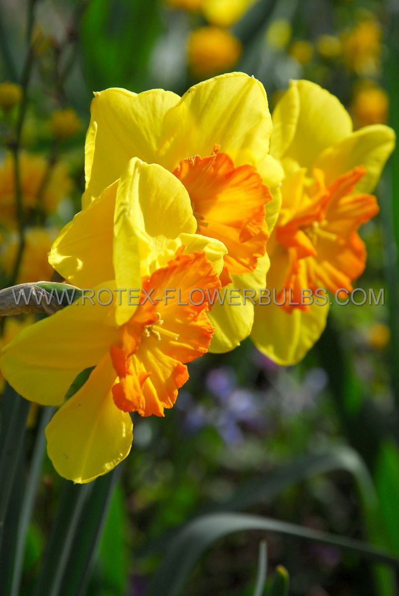 daffodil narcissus trumpet fortissimo 1416 200 pplastic tray