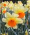 daffodil narcissus trumpet fortissimo 1618 150 loose pplastic crate