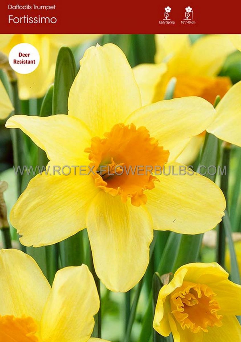daffodil narcissus trumpet fortissimo 1618 150 pplastic tray