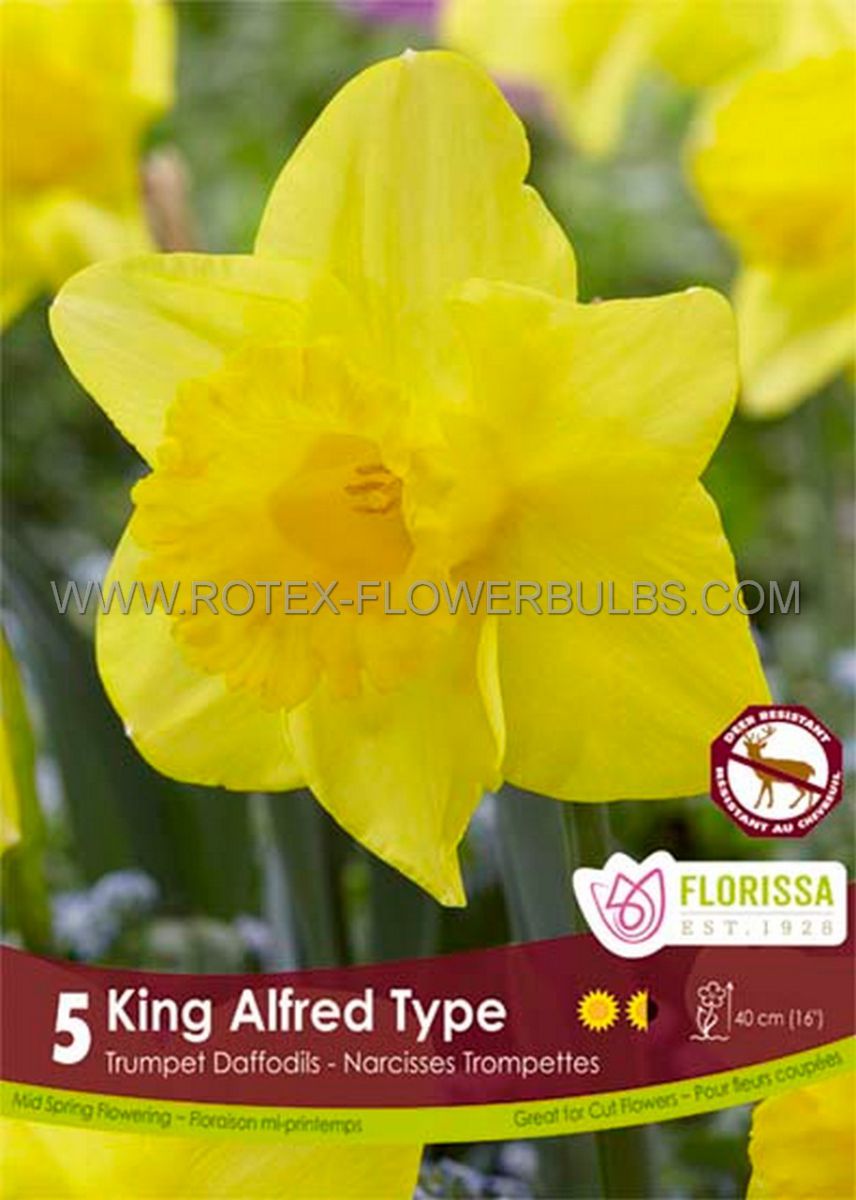 daffodil narcissus trumpet king alfred type 1214 10 pkgsx 5