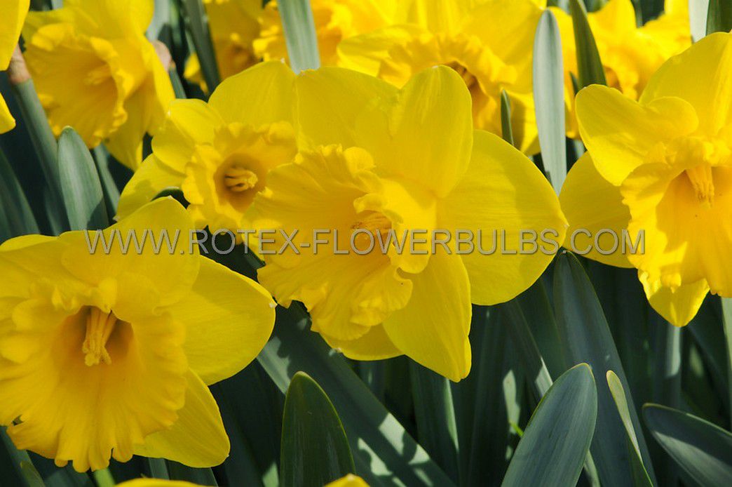 daffodil narcissus trumpet king alfred type 1214 300 pplastic tray