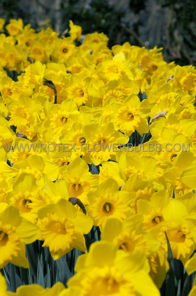 daffodil narcissus trumpet king alfred type 1416 200 pplastic tray