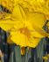 daffodil narcissus trumpet king alfred type 1416 50 pbinbox