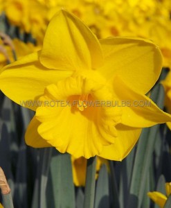 DAFFODIL (NARCISSUS) TRUMPET ‘KING ALFRED‘ TYPE 16-18 (150 P.WOODEN CRATE)