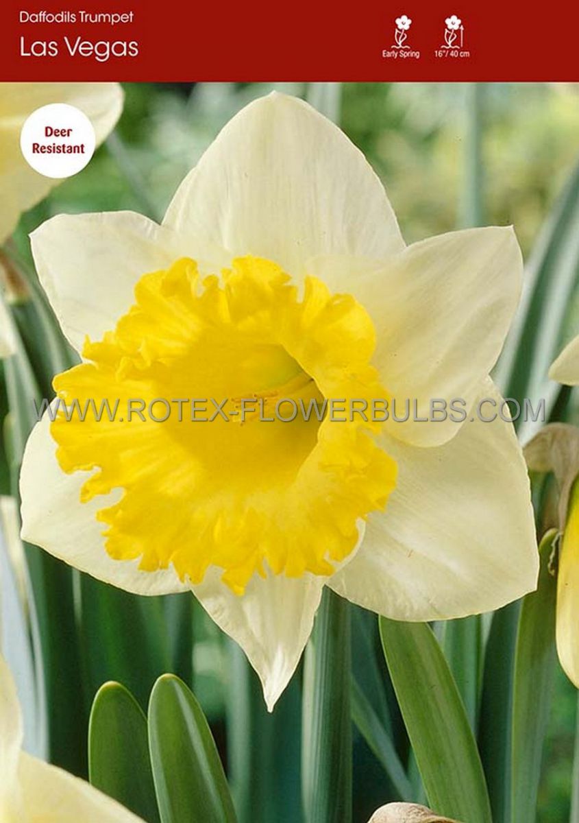 daffodil narcissus trumpet las vegas 1214 300 pplastic tray