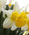 daffodil narcissus trumpet las vegas 1416 200 pplastic tray