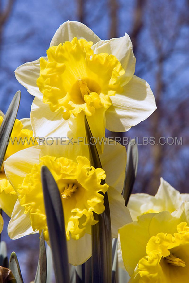 daffodil narcissus trumpet las vegas 1416 50 pbinbox