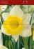 daffodil narcissus trumpet las vegas 1416 50 pbinbox