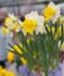 daffodil narcissus trumpet las vegas 1618 150 pplastic tray