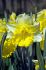 daffodil narcissus trumpet las vegas 1618 150 pplastic tray
