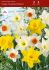 daffodil narcissus trumpet mix 1416 200 pplastic tray