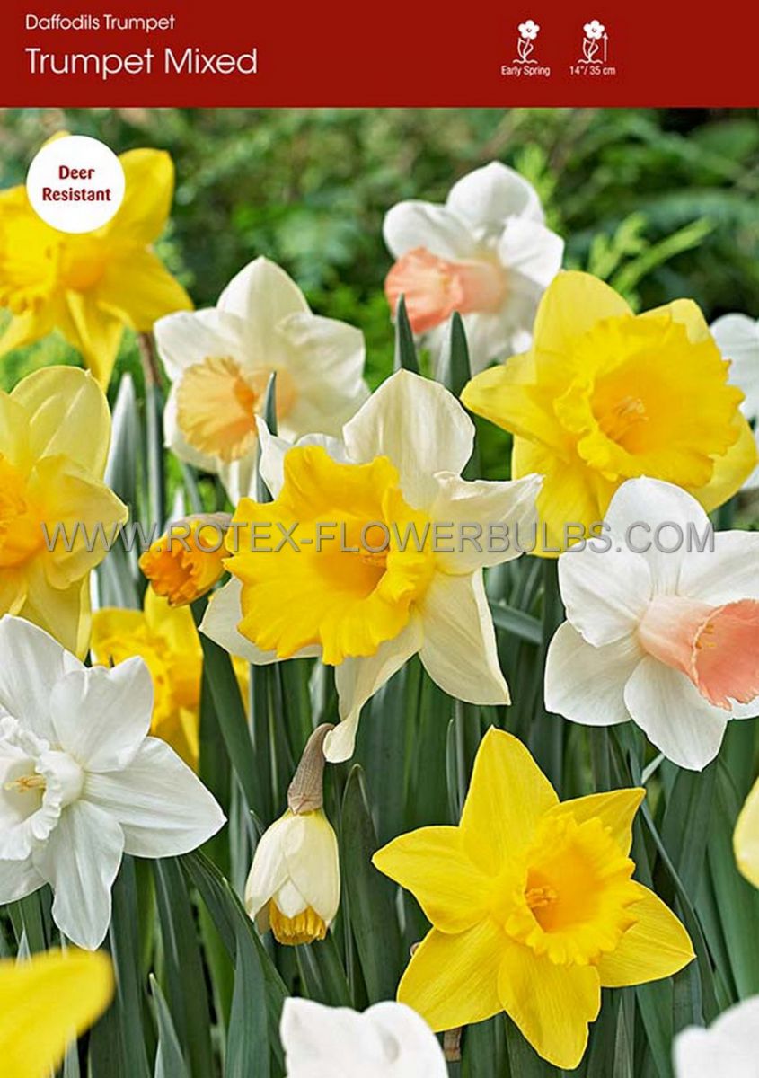 daffodil narcissus trumpet mix 1416 50 pbinbox