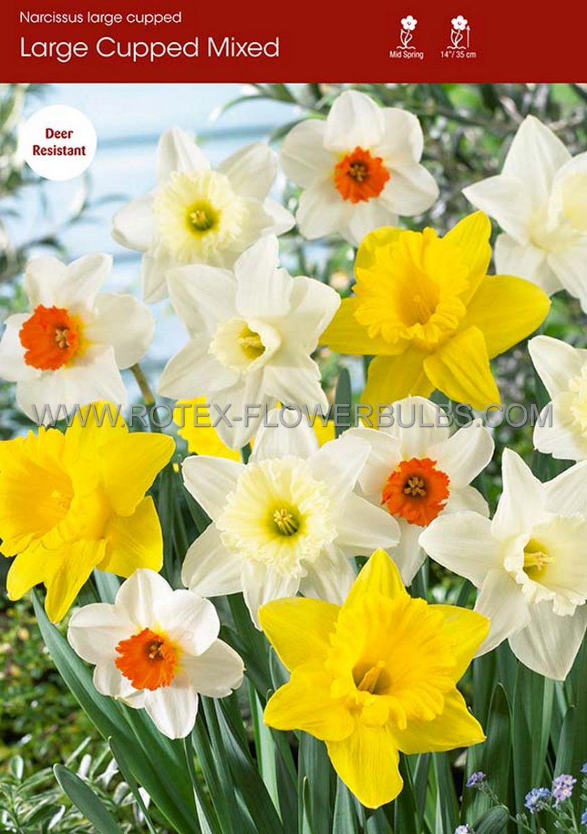 daffodil narcissus trumpet mix 1618 150 pplastic tray