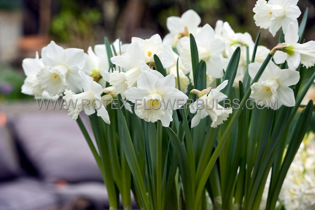 daffodil narcissus trumpet mount hood 1214 10 pkgsx 5