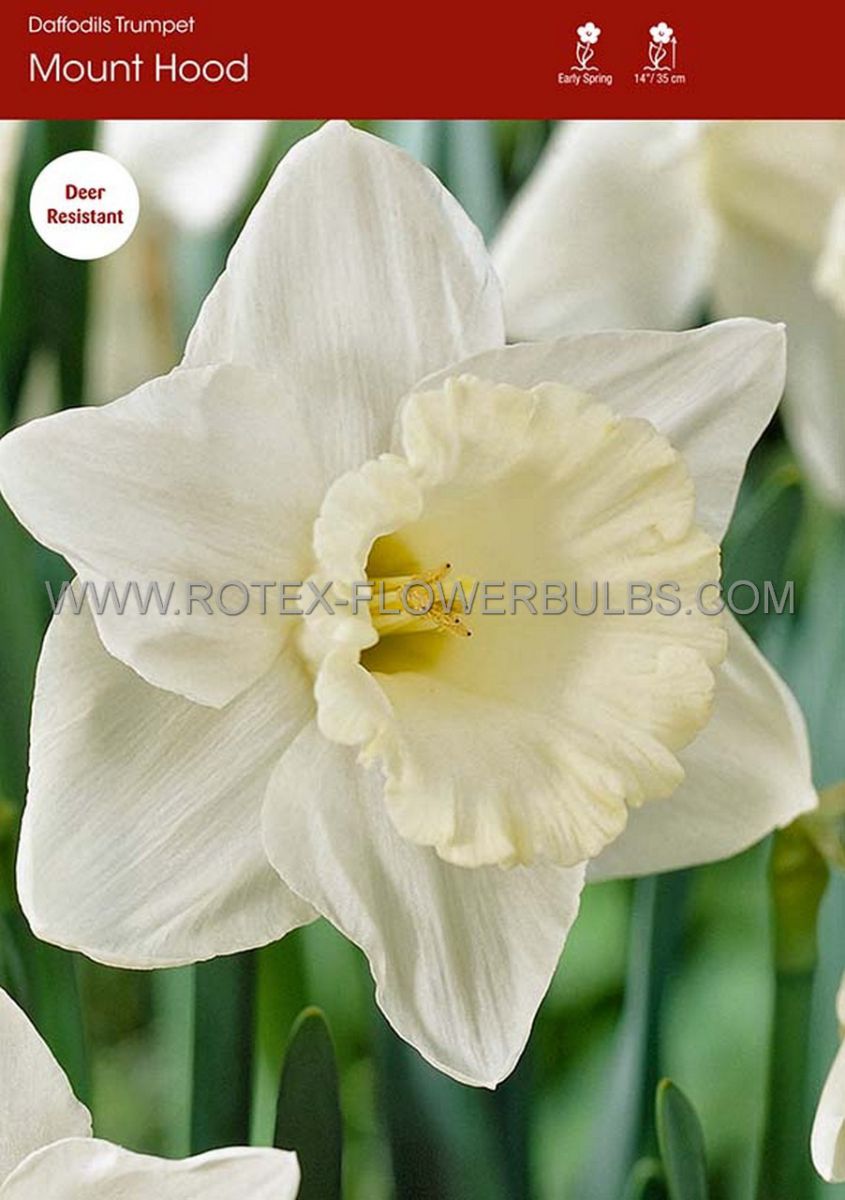 daffodil narcissus trumpet mount hood 1214 10 pkgsx 5