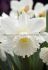 daffodil narcissus trumpet mount hood 1416 200 pplastic tray