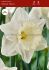 daffodil narcissus trumpet mount hood 1416 50 pbinbox