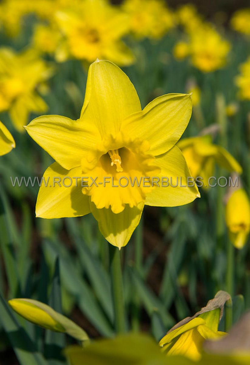 daffodil narcissus trumpet rynvelds early sensation 1214 10 pkgsx 5