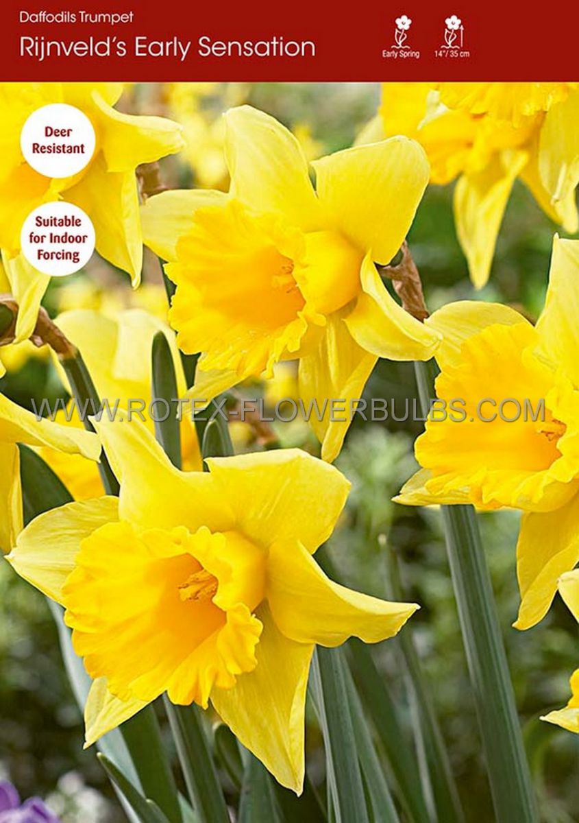 daffodil narcissus trumpet rynvelds early sensation 1214 10 pkgsx 5