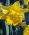 daffodil narcissus trumpet rynvelds early sensation 1416 50 pbinbox