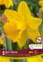 daffodil narcissus trumpet sint victor 1214 10 pkgsx 5