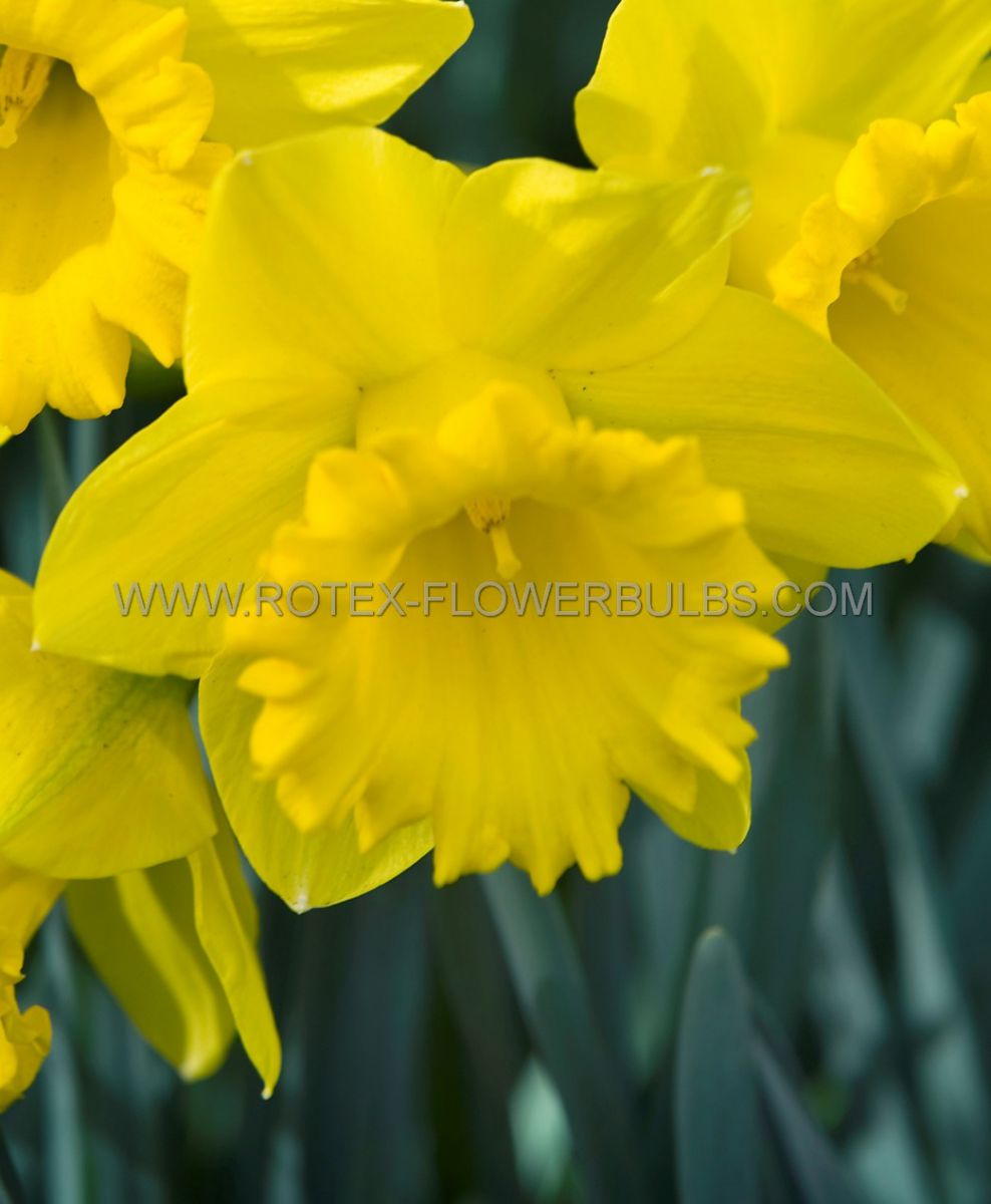 DAFFODIL (NARCISSUS) TRUMPET ‘SINT VICTOR‘ 1416 (50 P.BINBOX) Rotex Flowerbulbs BV