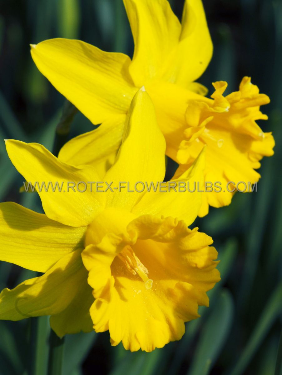 DAFFODIL (NARCISSUS) TRUMPET ‘SINT VICTOR‘ 1416 (50 LOOSE P.BINBOX) Rotex Flowerbulbs BV