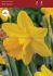 daffodil narcissus trumpet sint victor 1416 50 pbinbox