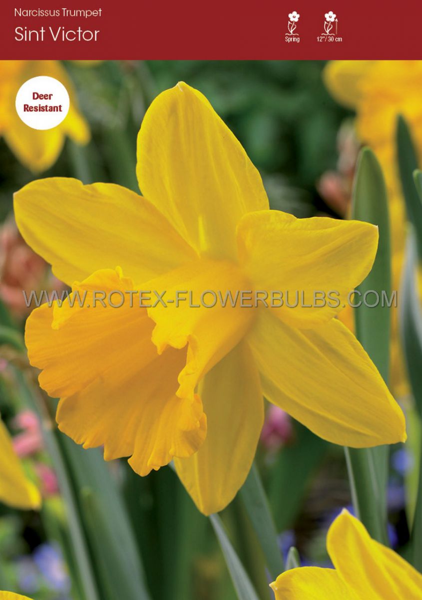 DAFFODIL (NARCISSUS) TRUMPET ‘SINT VICTOR‘ 1416 (50 LOOSE P.BINBOX) Rotex Flowerbulbs BV