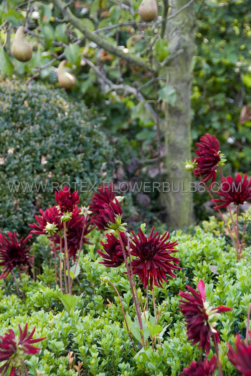 Dahlia Cactus Semi Cactus Nuit D Ete I 25 P Carton Rotex Flowerbulbs Bv