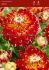 dahlia decorative akita i 15 popen top box