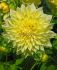 dahlia decorative american sun i 15 popen top box