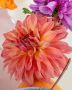 Dahlia Decorative (Dinnerplate) ‘Belle of Barmera‘ I (15 Loose p.Open Top Box)