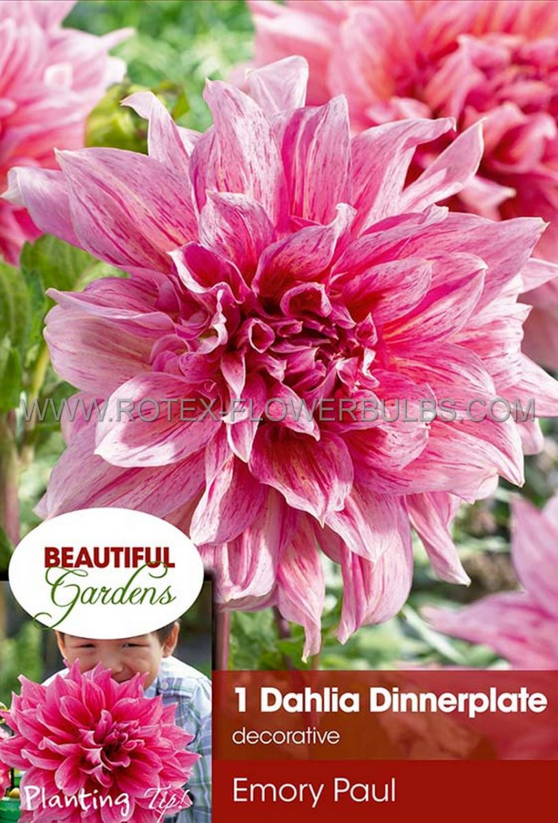 DAHLIA DECORATIVE (DINNERPLATE) ‘EMORY PAUL‘ I (10 QUALITY PKGS.X 1