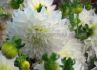 dahlia decorative dinnerplate fleurel i 15 popen top box