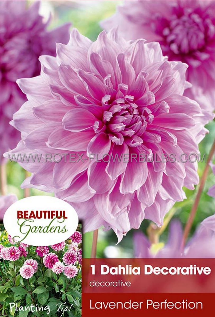DAHLIA DECORATIVE (DINNERPLATE) ‘LAVENDER PERFECTION‘ I (10 PKGS.X 1