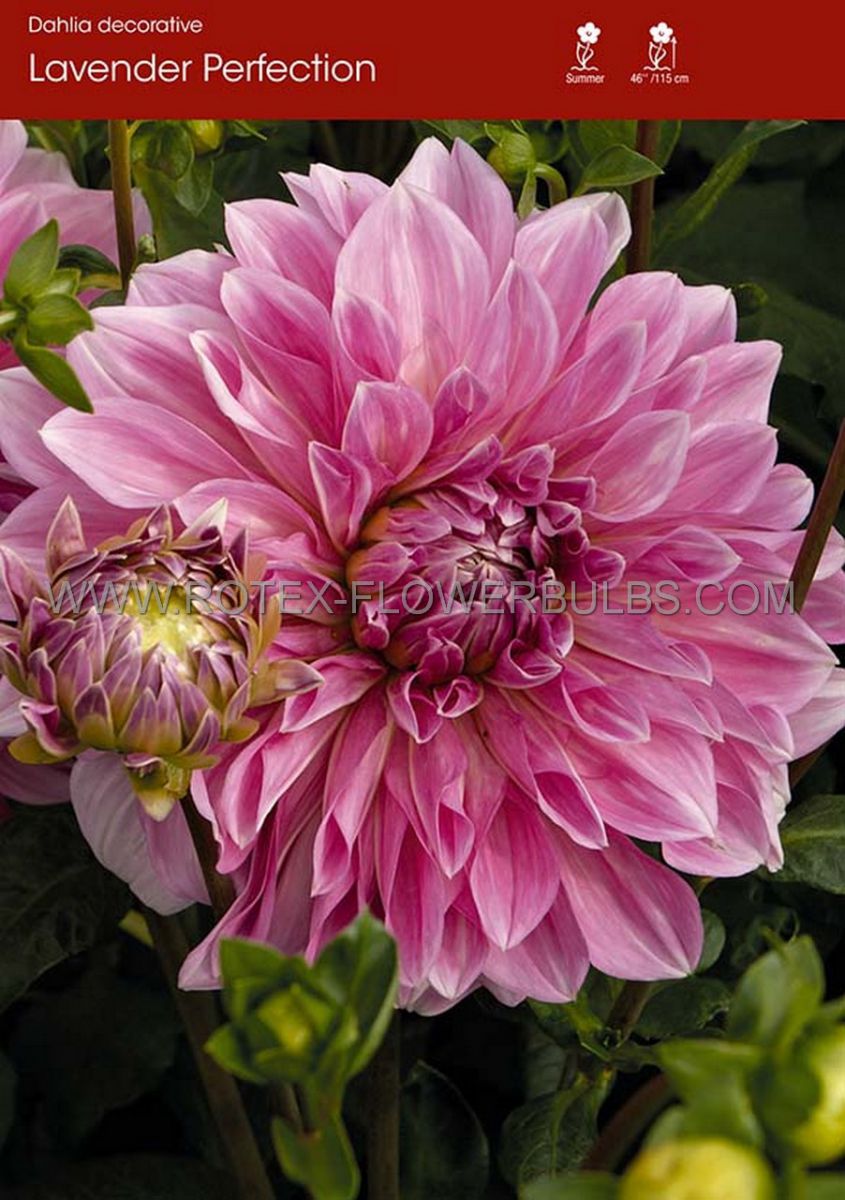 DAHLIA DECORATIVE (DINNERPLATE) ‘LAVENDER PERFECTION‘ I (15 LOOSE P