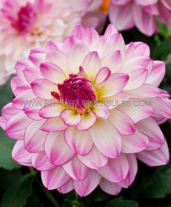 Dahlia Decorative (Dinnerplate) ‘Sincerity‘ I (10 Quality Pkgs.x 1)