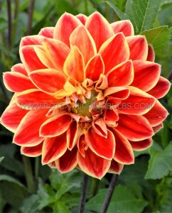 Dahlia Decorative ‘Dutch Carnaval‘ I (15 Loose p.Open Top Box) Dahlia Decorative ‘Dutch Carnaval‘ I (15 Loose p.Open Top Box)