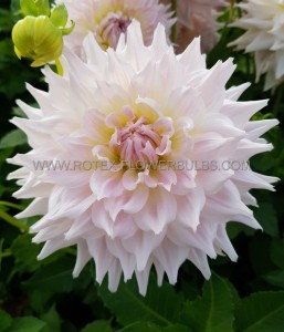 Dahlia Decorative ‘Ka‘s Cloud‘ I (25 p.Bag) Dahlia Decorative ‘Ka‘s Cloud‘ I (25 p.Bag)